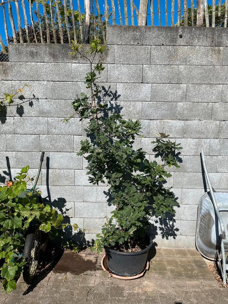 wintereik / eikenboom in pot, Jardin & Terrasse, Plantes | Arbres, En pot, Enlèvement