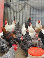 Mechelse koekoek kippen te koop.. Geen hanen meer, Dieren en Toebehoren