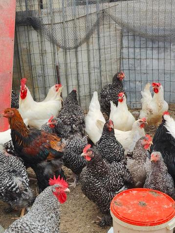 Mechelse koekoek kippen te koop.. Geen hanen meer beschikbaar voor biedingen