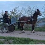 Mooie getuigde d pony., Animaux & Accessoires, Hongre