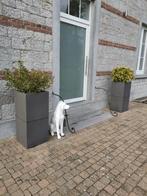 2 Superbes jardinières hautes avec plantes. A saisir ! Dimen, Jardin & Terrasse, Bacs à fleurs & Jardinières, Enlèvement ou Envoi