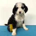 Labradoodle - Belgische pups te koop, Dieren en Toebehoren, België, CDV (hondenziekte), 8 tot 15 weken, Meerdere