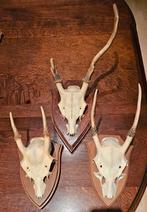 geweien reebok, Enlèvement, Comme neuf, Animal sauvage, Crâne