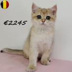 Chinchilla Gold - Britse Korthaar kittens te koop, Dieren en Toebehoren, Katten en Kittens | Raskatten | Korthaar, Meerdere dieren