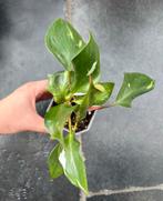 Philodendron White Knight, Ophalen of Verzenden