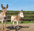 Bonte ezels, Dieren en Toebehoren, Pony's, Hengst