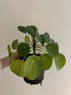 Grote pannenkoekenplant, Huis en Inrichting, Kamerplanten, Groene kamerplant, Ophalen, Minder dan 100 cm