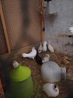 Witte duiven, Dieren en Toebehoren, Vogels | Duiven