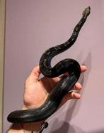 1.0 Fire Motley IMG Boa constrictor imperator, Dieren en Toebehoren, Reptielen en Amfibieën
