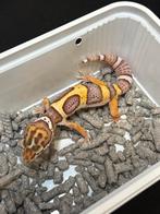 Jonge luipaardgekko, Dieren en Toebehoren, Reptielen en Amfibieën, Hagedis, Tam, 0 tot 2 jaar