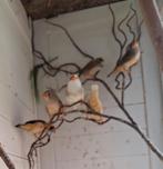 Zebravinken te koop, Dieren en Toebehoren, Vogels | Kanaries