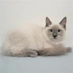 Ragdoll - kittens te koop, Dieren en Toebehoren, Katten en Kittens | Raskatten | Langhaar, Meerdere dieren, Gechipt, 0 tot 2 jaar