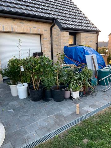 Helper gezocht te Ghyvelde, huis, tuinwerk, hobby , bijverdi beschikbaar voor biedingen