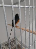 2 x Man schama, Dieren en Toebehoren, Mannelijk, Tropenvogel, Geringd