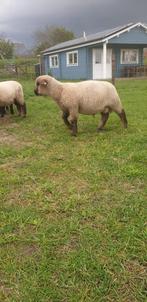 Hampshire down ram lammetjes, Mouton, Mâle, 0 à 2 ans