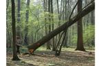 Vellen  van bomen, Tuin en Terras, Ophalen of Verzenden