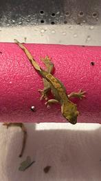 Gecko a crete wimpergecko crestedgecko, Dieren en Toebehoren, Reptielen en Amfibieën