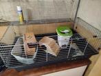 Cage cobaye, Animaux & Accessoires, Rongeurs & Lapins | Cages & Clapiers, Enlèvement, Comme neuf, Cage, Cobaye