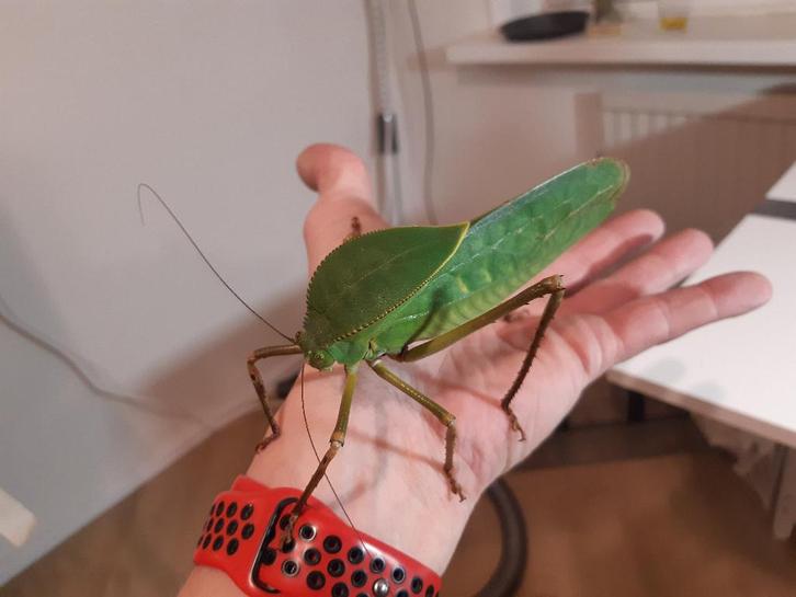 Nimfen van Siliquofera grandis, Dieren en Toebehoren, Insecten en Spinnen, Sprinkhaan of Krekel