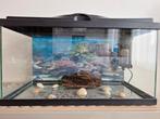 Aquarium ciano 60L accessoires poisson gratuit, Enlèvement ou Envoi, Utilisé, Aquarium d'eau douce rempli