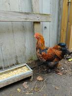 2 Cochin haantjes van +/- 3 maand ter adoptie, Dieren en Toebehoren, Pluimvee, Mannelijk, Kip