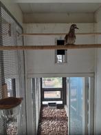bronsvlekduifjes, Dieren en Toebehoren, Vogels | Duiven, Meerdere dieren, Overige soorten