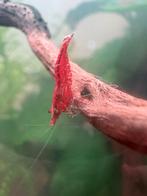 Mooie donker rode vuurgarnalen te koop, Dieren en Toebehoren, Kreeft, Krab of Garnaal, Zoetwatervis
