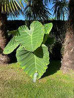 Verschillende exotische planten, Volle zon, Vaste plant, Zomer, Ophalen