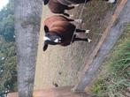 Zwartbles ram