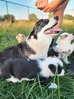 Welsh Corgi Cardigan pups / Corgi pup, Dieren en Toebehoren, België, Overige rassen, CDV (hondenziekte), 8 tot 15 weken