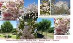 BLOEMKERSELAARS "BLOZENDE BRUID" (Prunus serr. Shógetsu), Tuin en Terras, Planten | Tuinplanten, Vaste plant, Ophalen of Verzenden