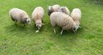 JEUNE BREBIS, Mouton, Femelle, 0 à 2 ans