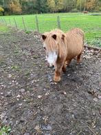 shetlander pony merrie kindvriendelijk kom naar u op de weid, Animaux & Accessoires, Poneys, Vermifugé, Poney B (1.17 m à 1.27 m)