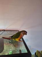 2 tamme pyrrhura's, Dieren en Toebehoren