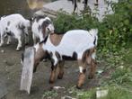 Dwerggeit bokje te koop, Dieren en Toebehoren, Schapen, Geiten en Varkens, Mannelijk, Geit, 0 tot 2 jaar