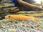Syamese algeneter gold, Dieren en Toebehoren