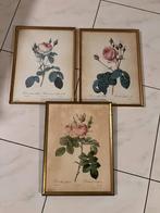 3 kaders LITHOGRAPHIE ROSIER REDOUTE LANGLOIS REMOND MOUSSEU, Antiek en Kunst, Ophalen of Verzenden