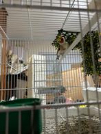 Chardonneret tête blanche, Dieren en Toebehoren, Vogels | Overige Vogels