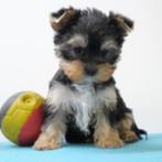 Yorkshire Terrier - Belgische pup te koop, Dieren en Toebehoren, Honden | Jack Russells en Terriërs, CDV (hondenziekte), Meerdere