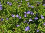 Geranium Rozanne, Ophalen of Verzenden, Vaste plant