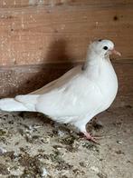 Iraanse duiven, Dieren en Toebehoren