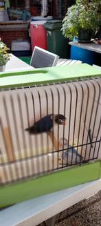 Vogels, Dieren en Toebehoren