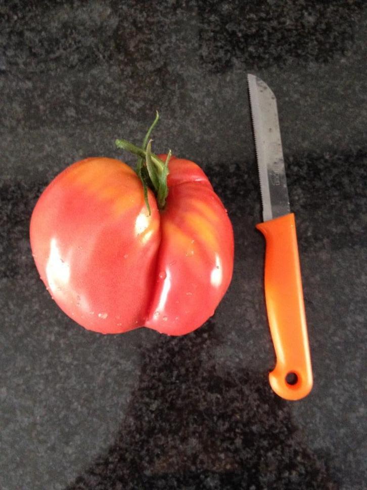 5 zaden Oekraiense tomaat Gigant Krasnij - biologisch, Tuin en Terras, Bloembollen en Zaden, Zaad, Voorjaar, Verzenden