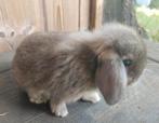 Minilop x Nederlandse hangoor dwerg konijntje, Dieren en Toebehoren, Konijnen, Mannelijk, Dwerg, Hangoor, 0 tot 2 jaar