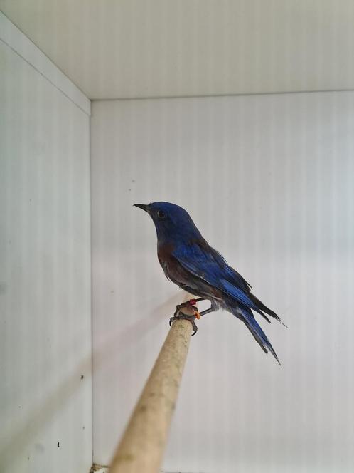 1-0 blauwkeel sialia ( un nl ), Dieren en Toebehoren, Vogels | Overige Vogels, Tropenvogel, Mannelijk, Geringd