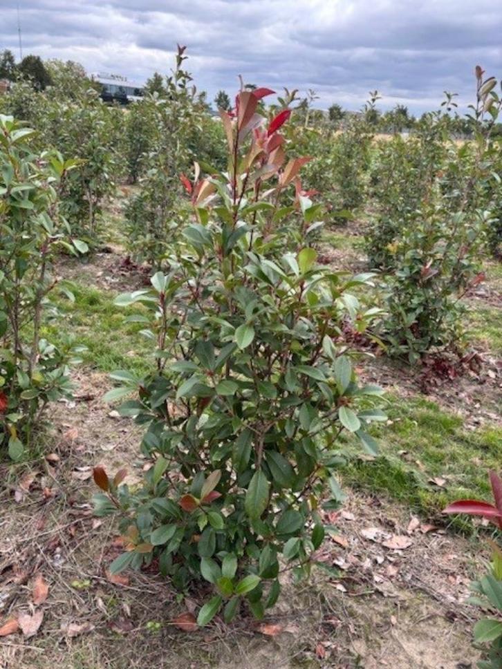Photinia 'Red Robin', Tuin en Terras, Planten | Struiken en Hagen, Haag, Overige soorten, 100 tot 250 cm, Ophalen