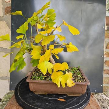 Ginkgo marcottage voor Bonsai beschikbaar voor biedingen
