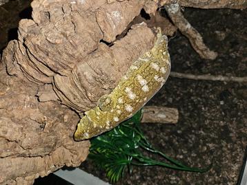 0.1 Pure Pine Island Leachianus kweekvrouw beschikbaar voor biedingen