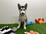 Siberische Husky pups, België, CDV (hondenziekte), 8 tot 15 weken, Poolhond