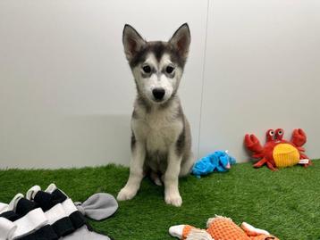 Siberische Husky pups beschikbaar voor biedingen